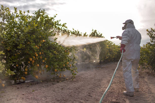 Best Ant Control Services  in Scotland Neck, NC
