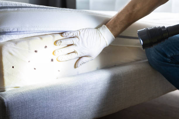 Best Cockroach Control Services  in Scotland Neck, NC
