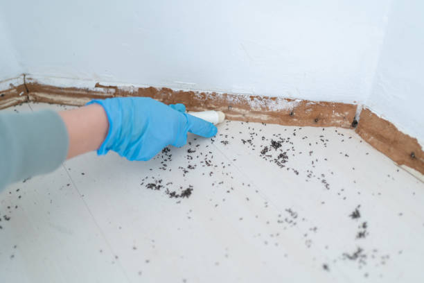Best Exterminator Services  in Scotland Neck, NC